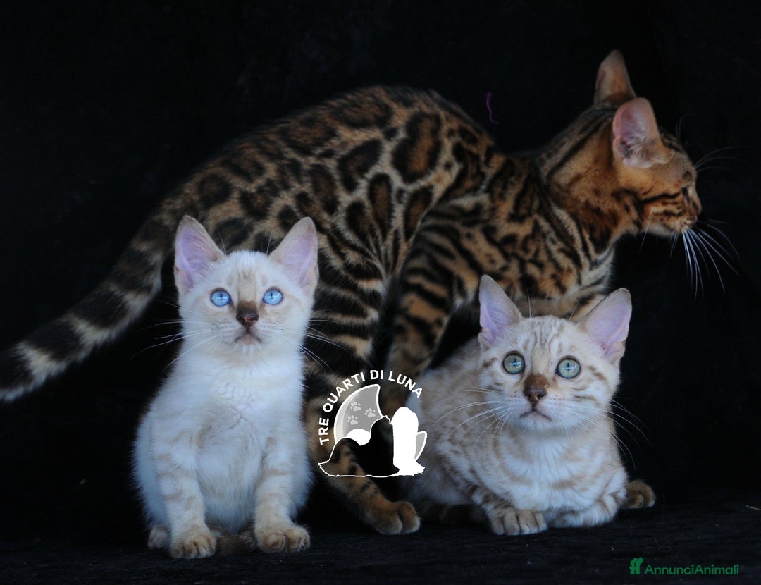 Bengala gatti in vendita: Bengala da Sogno – Cuccioli Selezionati in Italia - Annuncio 1