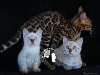 Bengala gatti Bengala da Sogno – Cuccioli Selezionati in Italia - Annuncio 2