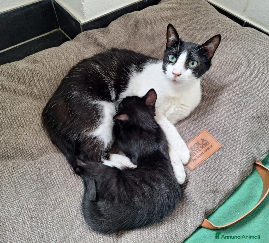 Europeo gatti in regalo: GATTINA SFORTUNATA - Annuncio 3