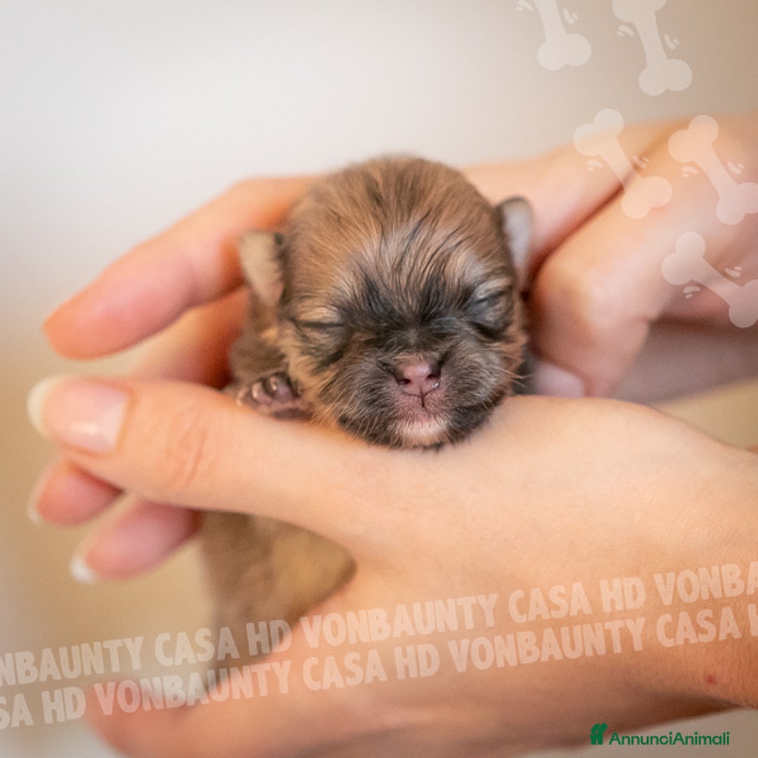 Volpino Pomerania cani in vendita: Cuccioli Spitz Nano di Pomerania - Annuncio 14