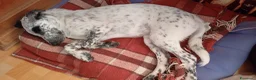 Meticcio cani in vendita: Coppia die cuccioli  a Provincia di Biella - Annuncio 3