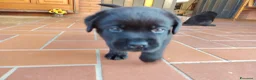 Labrador cani in vendita: Cuccioli di Labrador a Provincia di Parma - Annuncio 6