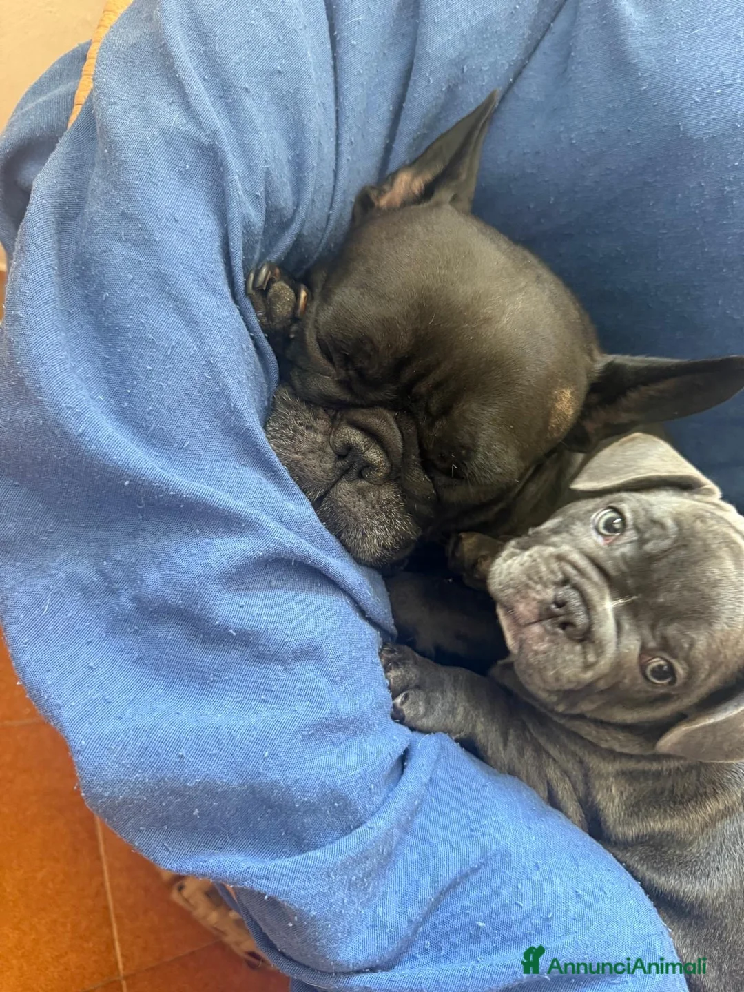 Bulldog Francese cani in vendita: Cucciola Bulldog Francese lilac – prima scelta - Annuncio 2