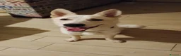 Meticcio cani in regalo: ADOZIONE URGENTISSIMA!  - Annuncio 2