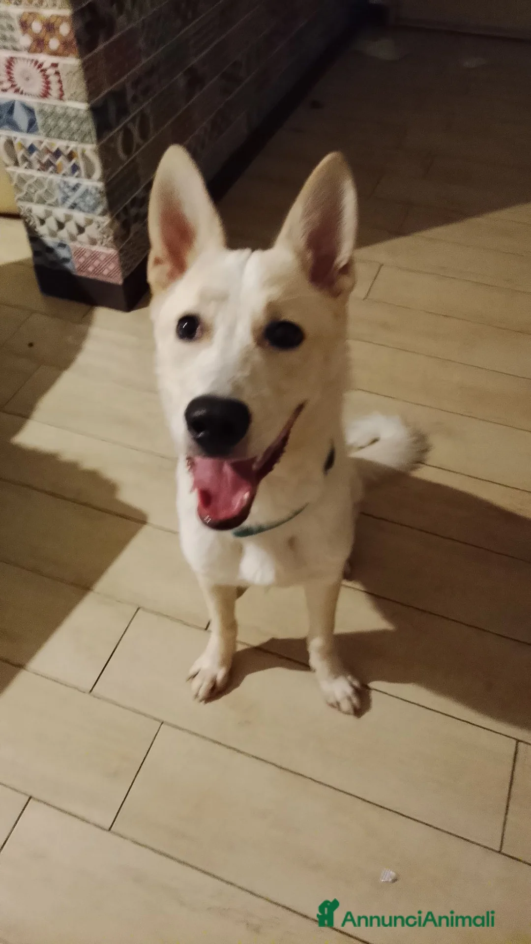Meticcio cani in regalo: ADOZIONE URGENTISSIMA!  - Annuncio 2