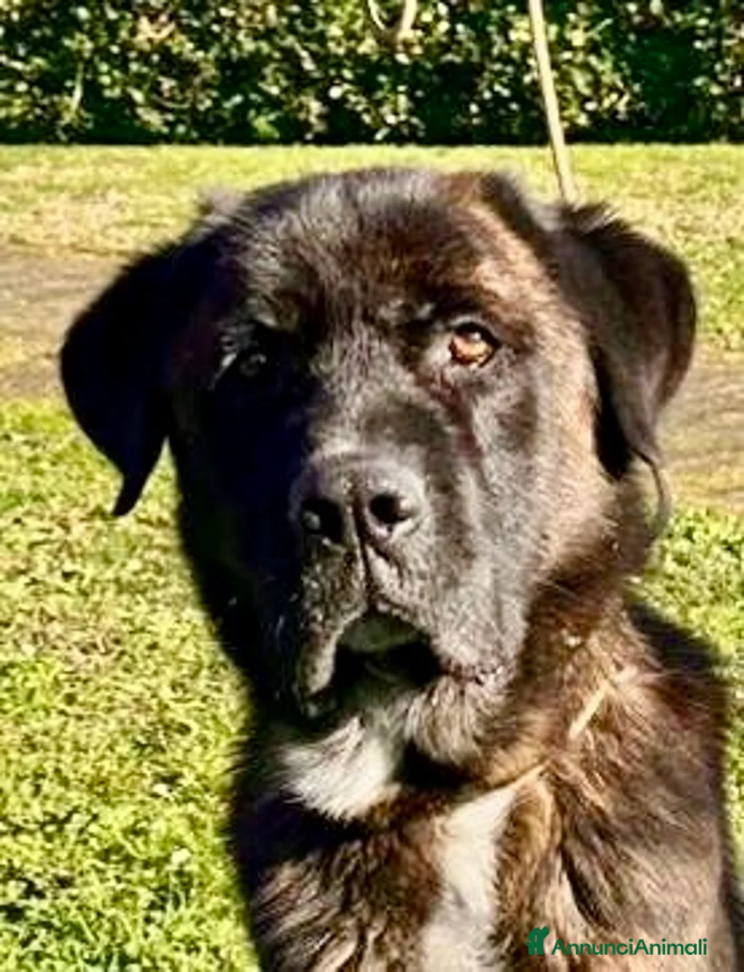 Cane Corso cani in regalo: Cagnolone cerca rivincita  - Annuncio 1