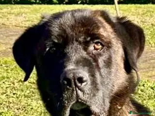 Cane Corso cani Cagnolone cerca rivincita - Annuncio 1