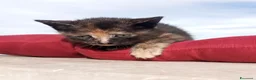 Europeo gatti in regalo: Gattini maschi e femmine  a Città metropolitana di Roma Capitale - Annuncio 5