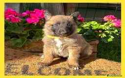 Pastore Belga cani in vendita: Cuccioli Pastore Belga Laekenois  a Città Metropolitana di Firenze - Immagine 9