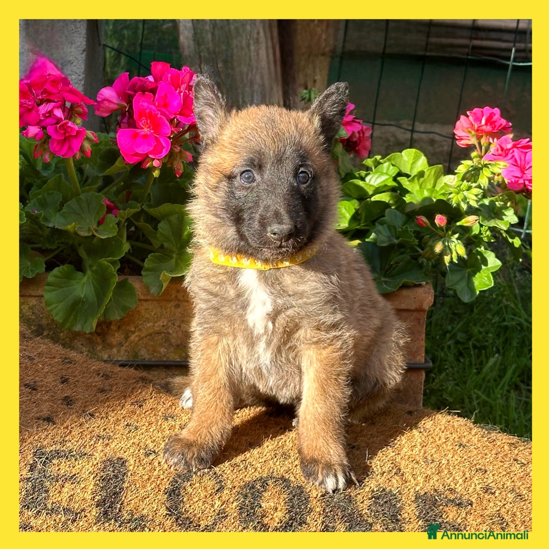 Pastore Belga cani in vendita: Cuccioli Pastore Belga Laekenois  a Città Metropolitana di Firenze - Immagine 9