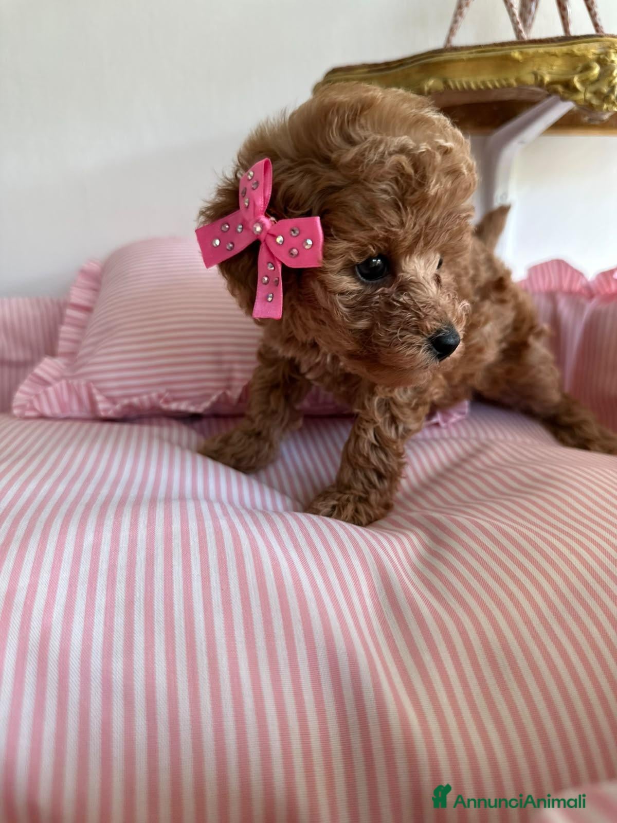 Barboncino Toy cani Cucciole barboncino toy - Annuncio 20