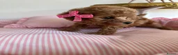 Barboncino Toy cani in vendita: Cucciole barboncino toy - Annuncio 1