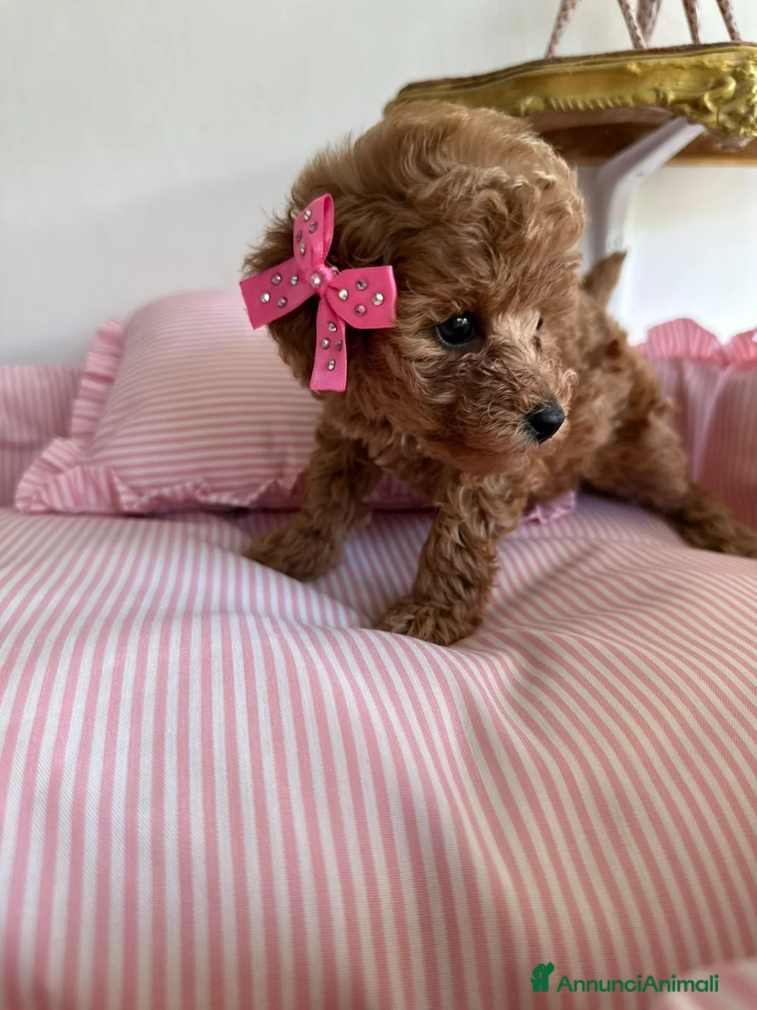 Barboncino Toy cani in vendita: Cucciole barboncino toy - Annuncio 1