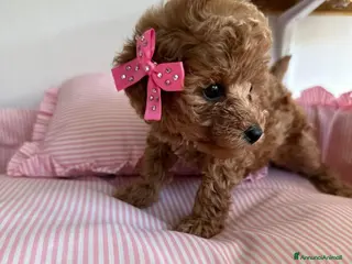 Barboncino Toy cani Cucciole barboncino toy - Annuncio 20