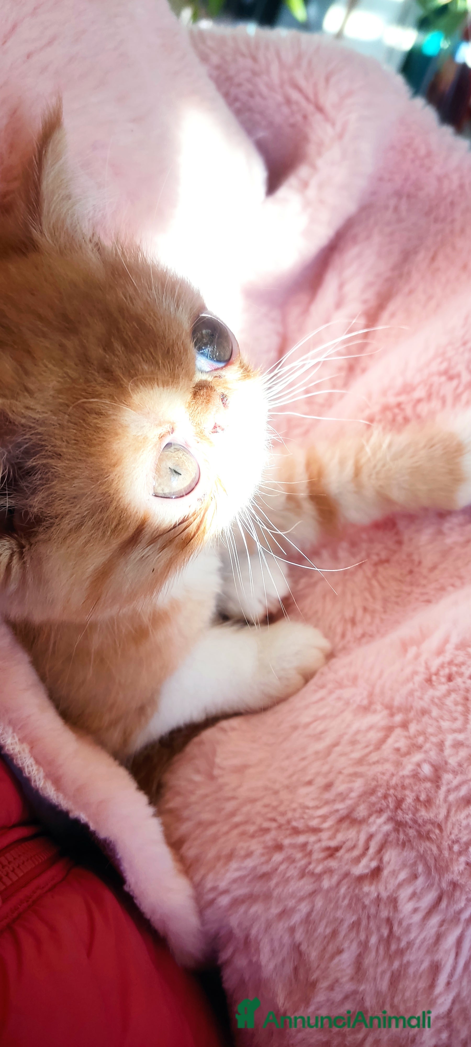 Exotic Shorthair gatti Cuccioli gatto Exotica short hair - Annuncio 3