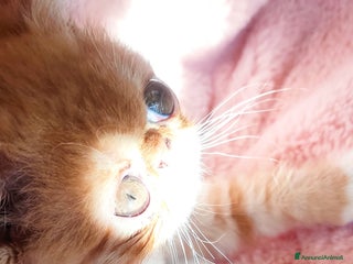 Exotic Shorthair gatti Cuccioli gatto Exotica short hair - Annuncio 4