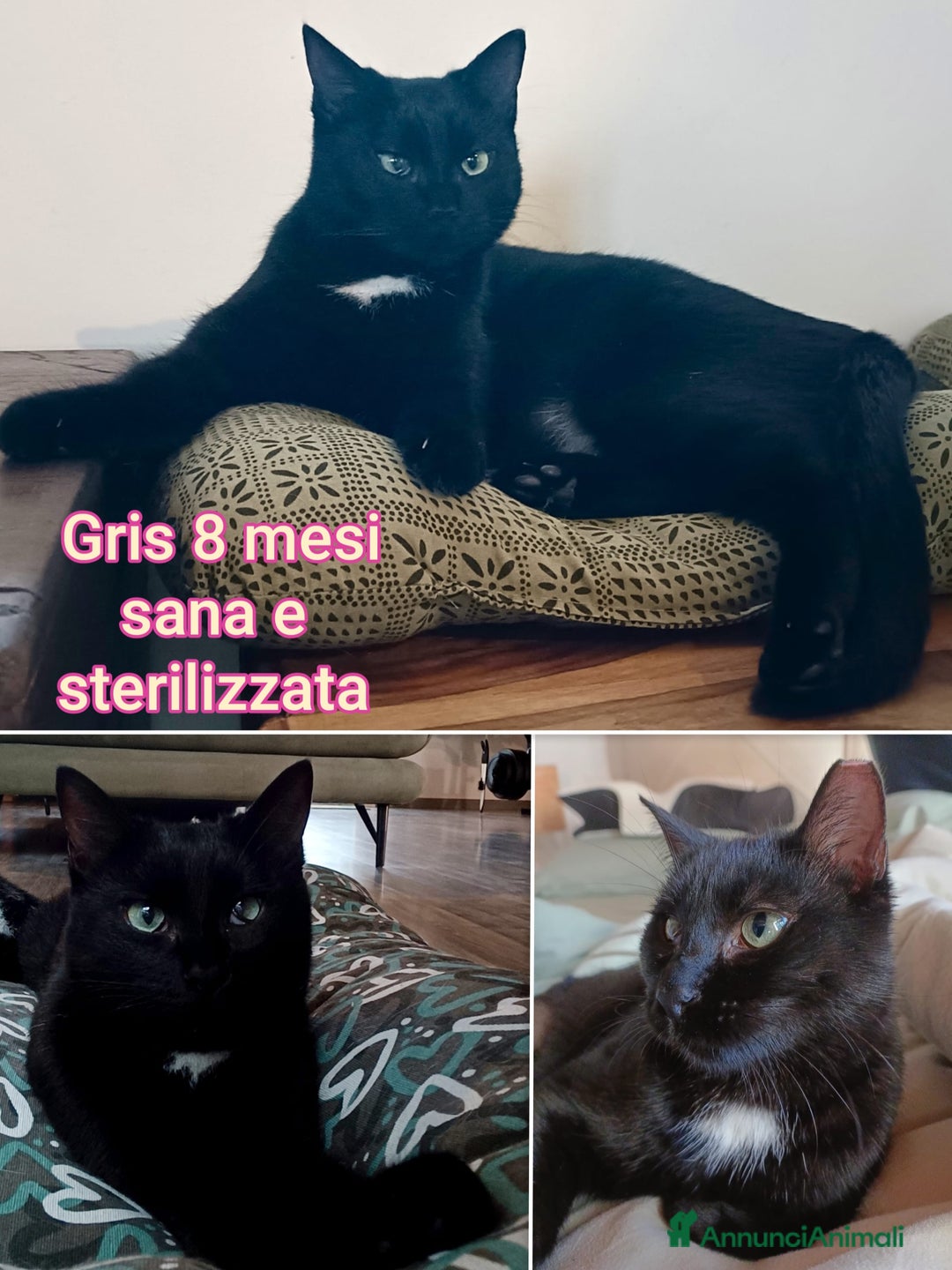 Altre razze gatti in regalo: GATTINI ADORABILI IN CERCA DI CASA  - Annuncio 7