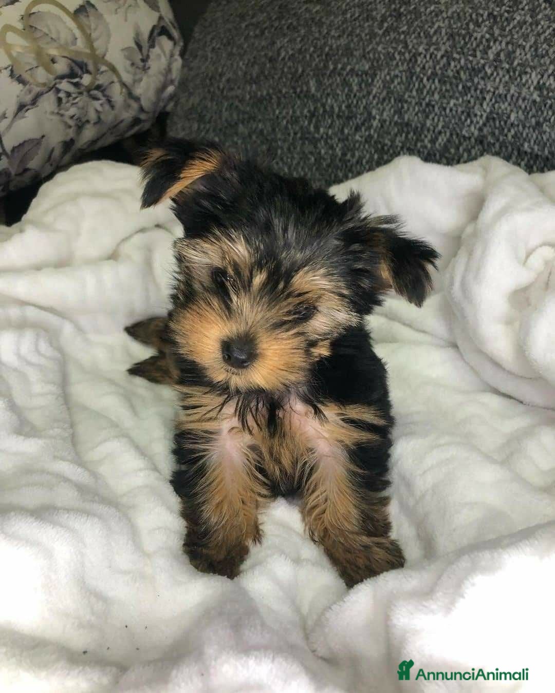 Yorkshire cani Cuccioli di Yorkshire Terrier - Annuncio 1