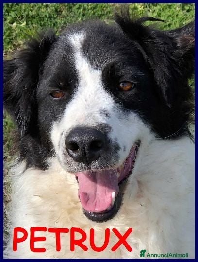 Meticcio cani PETRUX  buono con tutti!Adora l'acqua - Annuncio 31