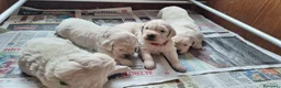 Golden Retriever cani in vendita: Golden Retriever linea inglese - Annuncio 14