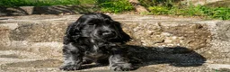 Cocker cani in vendita: Asher cucciolo di cocker spaniel inglese  - Annuncio 4