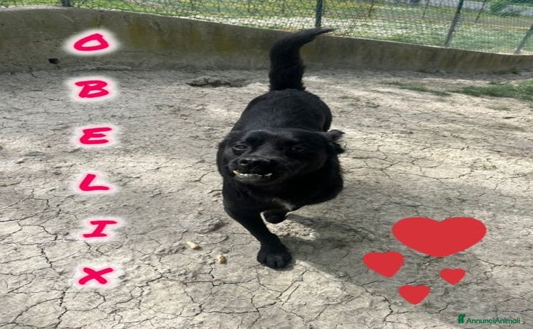 Meticcio cani a Città Metropolitana di Firenze - Annuncio 3