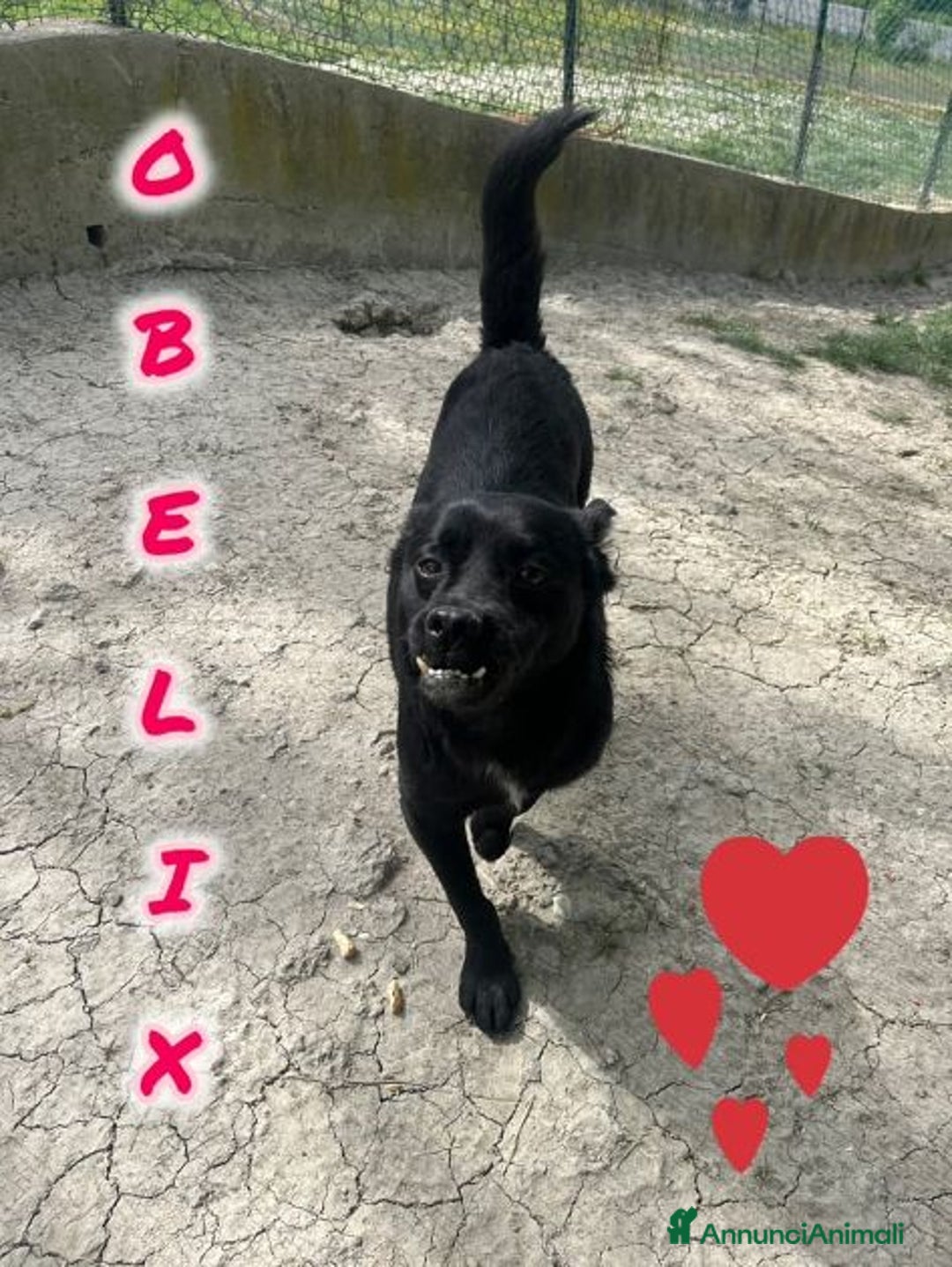 Meticcio cani in regalo: OBELIX 3anni allegro affettuoso! tg piccola a Città Metropolitana di Firenze - Immagine 1