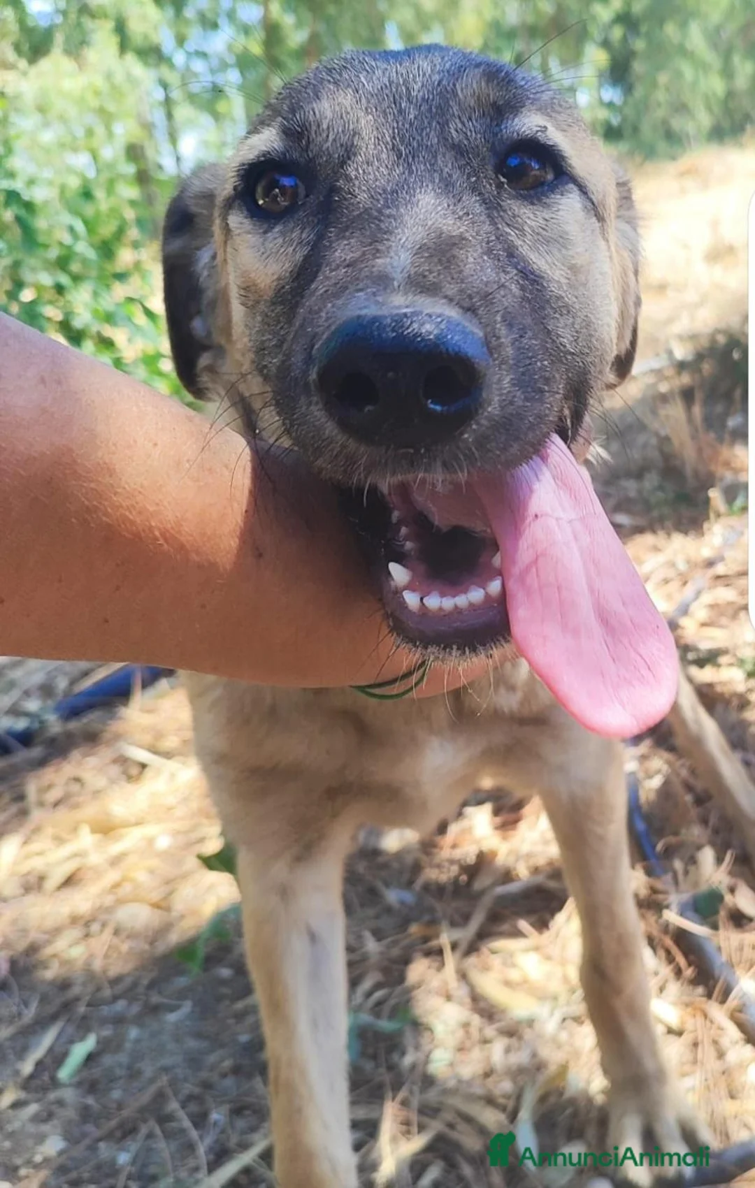 Meticcio cani in regalo: Pastorina 6/7mesi PRESTO SOLA IN RECINTO! CAGLIARI - Annuncio 2