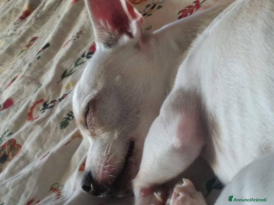 Chihuahua cani per accoppiamento: Rocky cerca una fidanzata - Annuncio 1