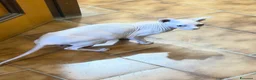 Sphynx gatti in vendita: Sphynx  - Annuncio 7