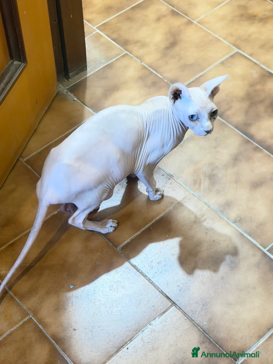 Sphynx gatti in vendita: Sphynx  - Annuncio 7