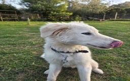 Pastore Maremmano cani in regalo: Meraviglioso blue - Immagine 5