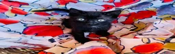 Europeo gatti in regalo: Gattini maschi e femmine  - Annuncio 4