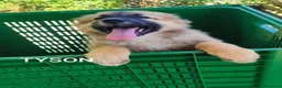 Meticcio cani in regalo: 3 mix pastori 3mesi mollati e salvati.SOS CASA SUD - Annuncio 8