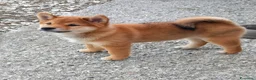 Shiba Inu cani in vendita: Cucciolo maschio disponibile pedigree  - Annuncio 5