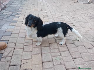 Bassotto cani Bassotto piebadl p lungo - Annuncio 2