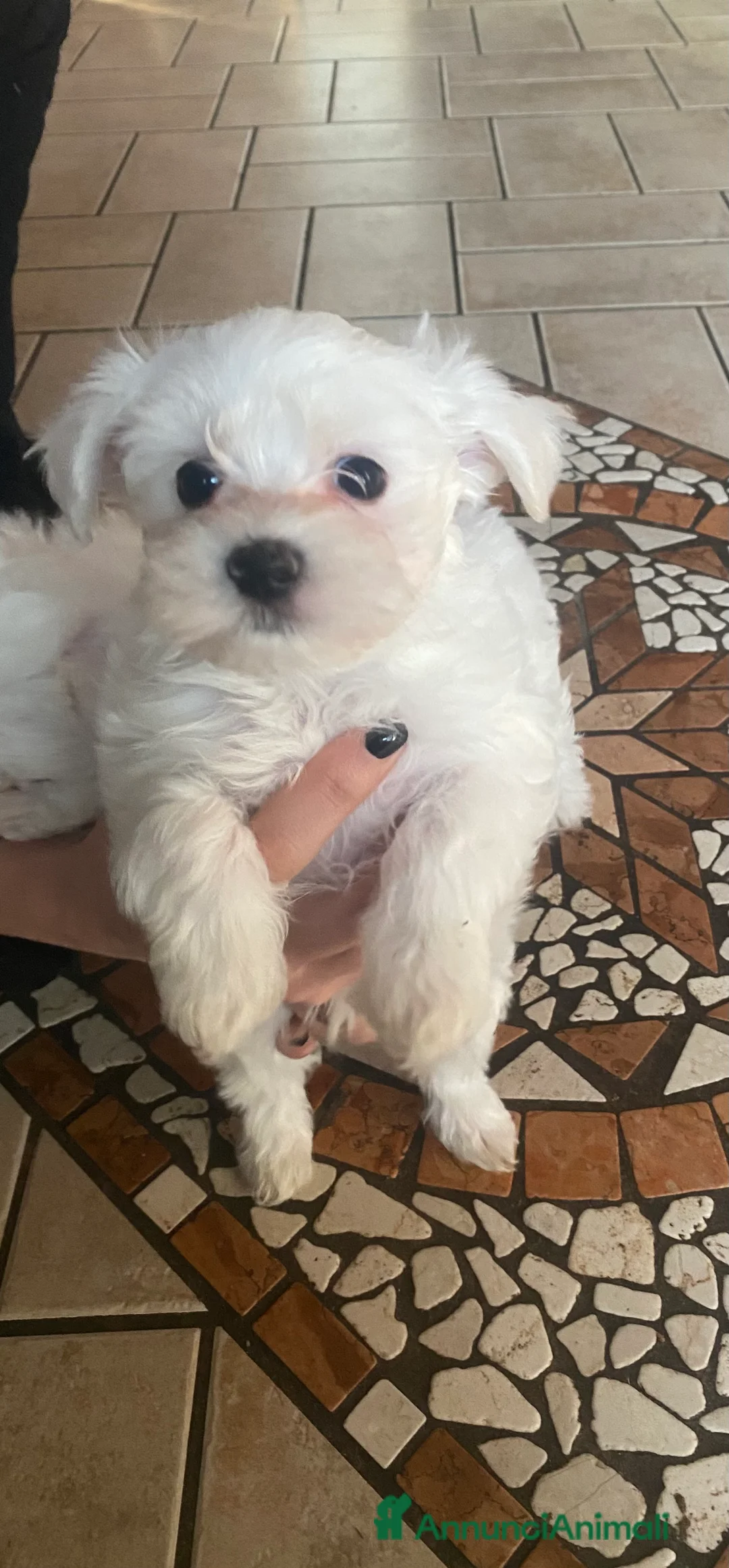 Maltese cani in vendita: Cuccioli Maltese  - Annuncio 7