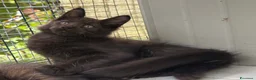 Maine Coon gatti in vendita: Maschietto nero di maine coon (Black Velvet) - Annuncio 18