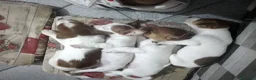 Jack Russell cani in vendita: Jack Russel  a Provincia di Catanzaro - Annuncio 3