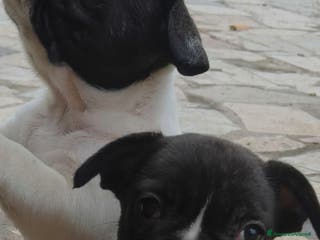 Bulldog Francese cani Vendo cuccioli bulldog francese - Annuncio 37