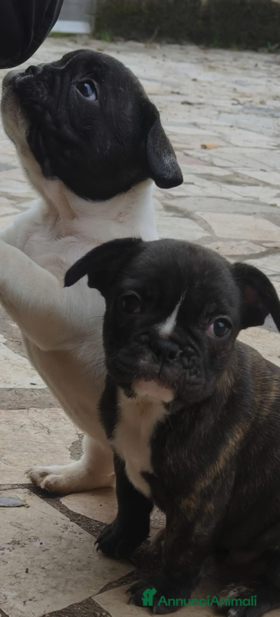 Bulldog Francese cani in vendita: Vendo cuccioli bulldog francese - Annuncio 1