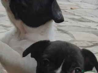 Bulldog Francese cani Vendo cuccioli bulldog francese - Annuncio 18