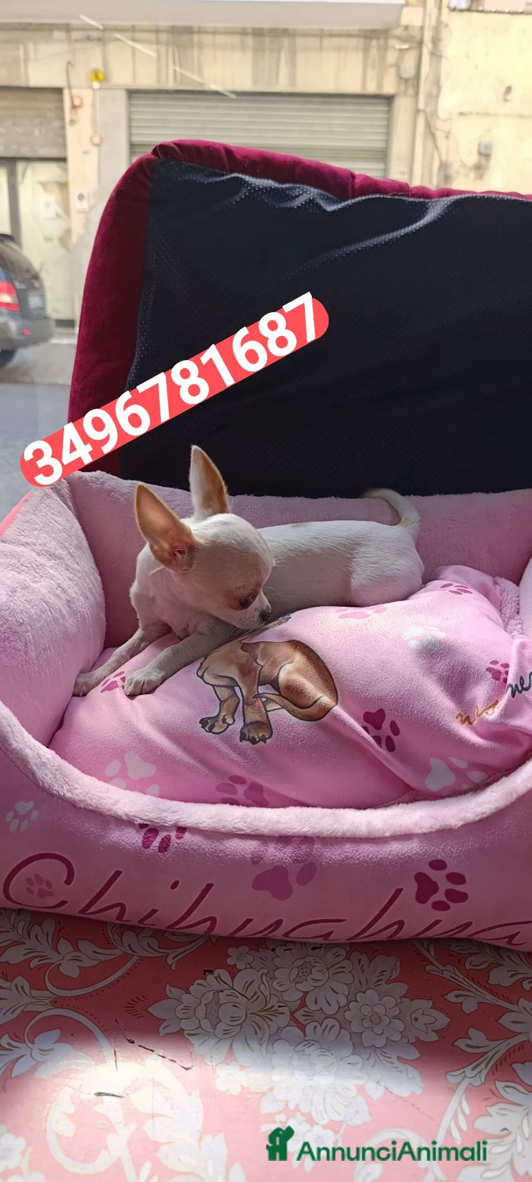 Chihuahua cani in vendita: CHIHUAHUA stupenda e tutta vaccinata  - Annuncio 4