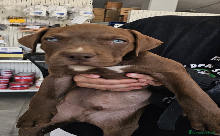 Pitbull cani a Città Metropolitana di Bari - Annuncio 15