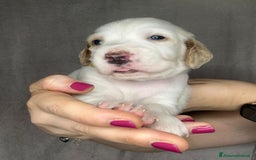 Setter Inglese cani in vendita: CUCCIOLI DI SETTER INGLESE a Provincia di Arezzo - Immagine 13