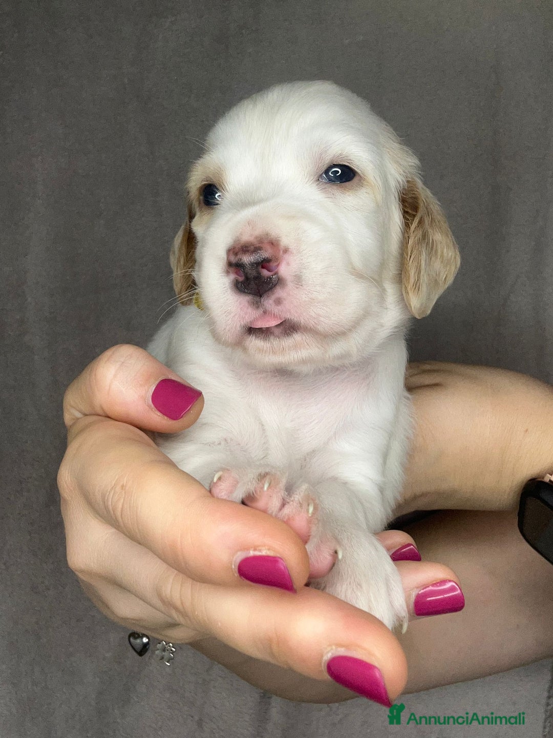 Setter Inglese cani in vendita: CUCCIOLI DI SETTER INGLESE a Provincia di Arezzo - Immagine 13
