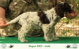 Lagotto cani in vendita: Lagotto romagnolo - cucciolo 3 a Provincia di Ravenna - Immagine 2