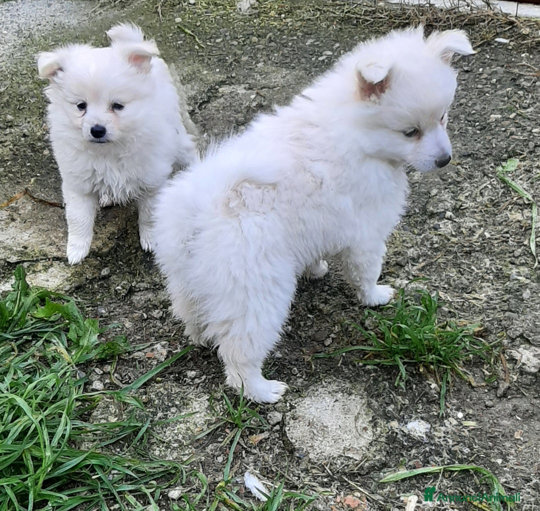 Volpino Italiano cani in vendita: Cuccioli di volpino bianco  - Annuncio 3
