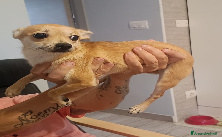 Chihuahua cani a Provincia di Forlì-Cesena - Annuncio 1