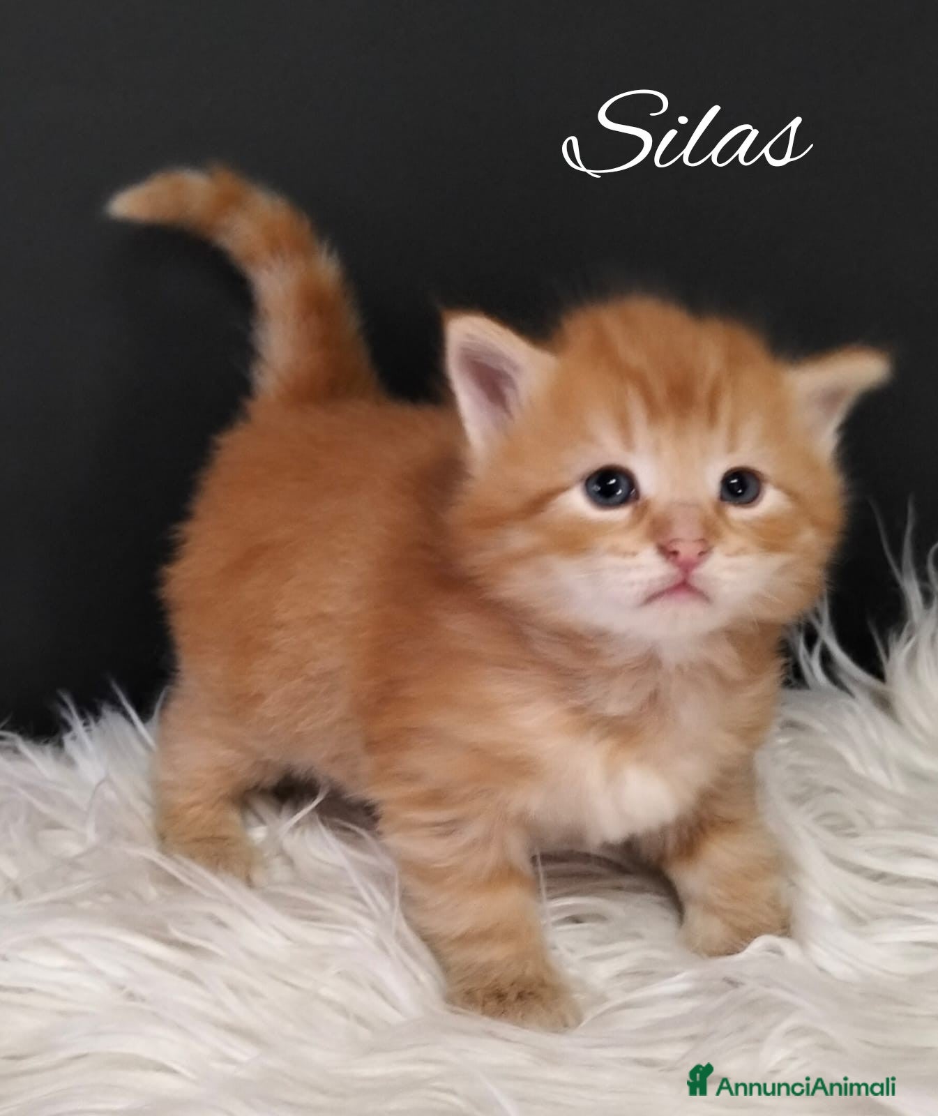 Siberiano gatti Siberiano  - Annuncio 8